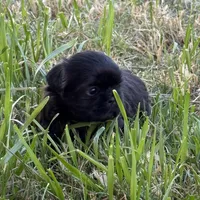 Mira, a female Shih Tzu for sale in Phoenix, AZ – Photo 2 of 3
