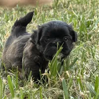 Liam, a male Shih Tzu for sale in Phoenix, AZ – Photo 2 of 3