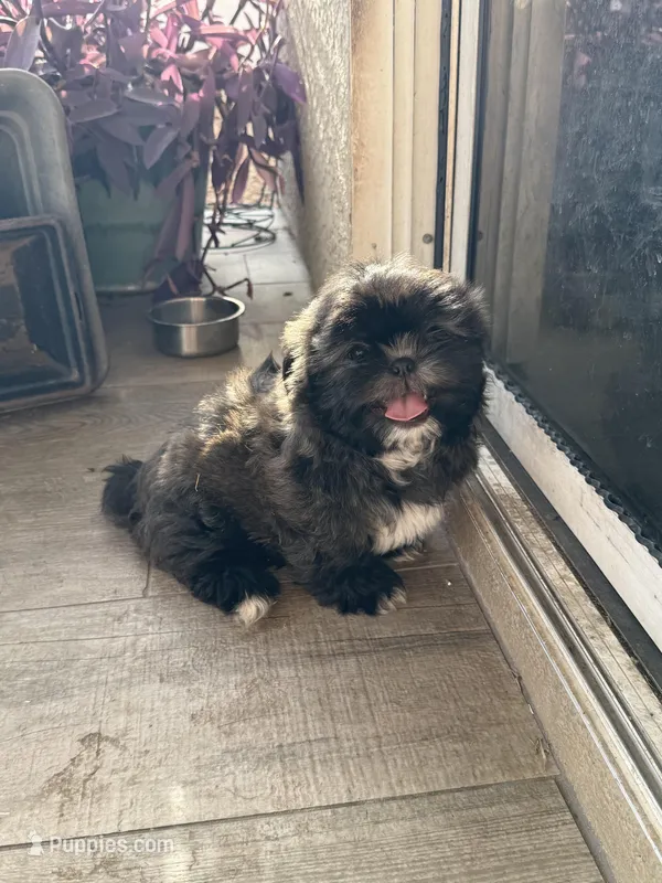 Liam – Shih Tzu puppy for sale in Phoenix, AZ
