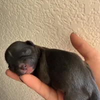 Liam, a male Shih Tzu for sale in Phoenix, AZ – Photo 3 of 3