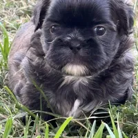 Liam, a male Shih Tzu for sale in Phoenix, AZ – Photo 1 of 3