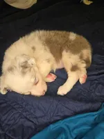 Skittles -  lilac merle, a female Border Collie for sale in Fenton, MI – 8 of 10