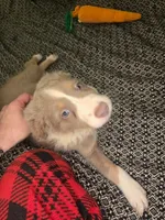 Starburst - lilac tricolor, a female Border Collie for sale in Fenton, MI – 2 of 8