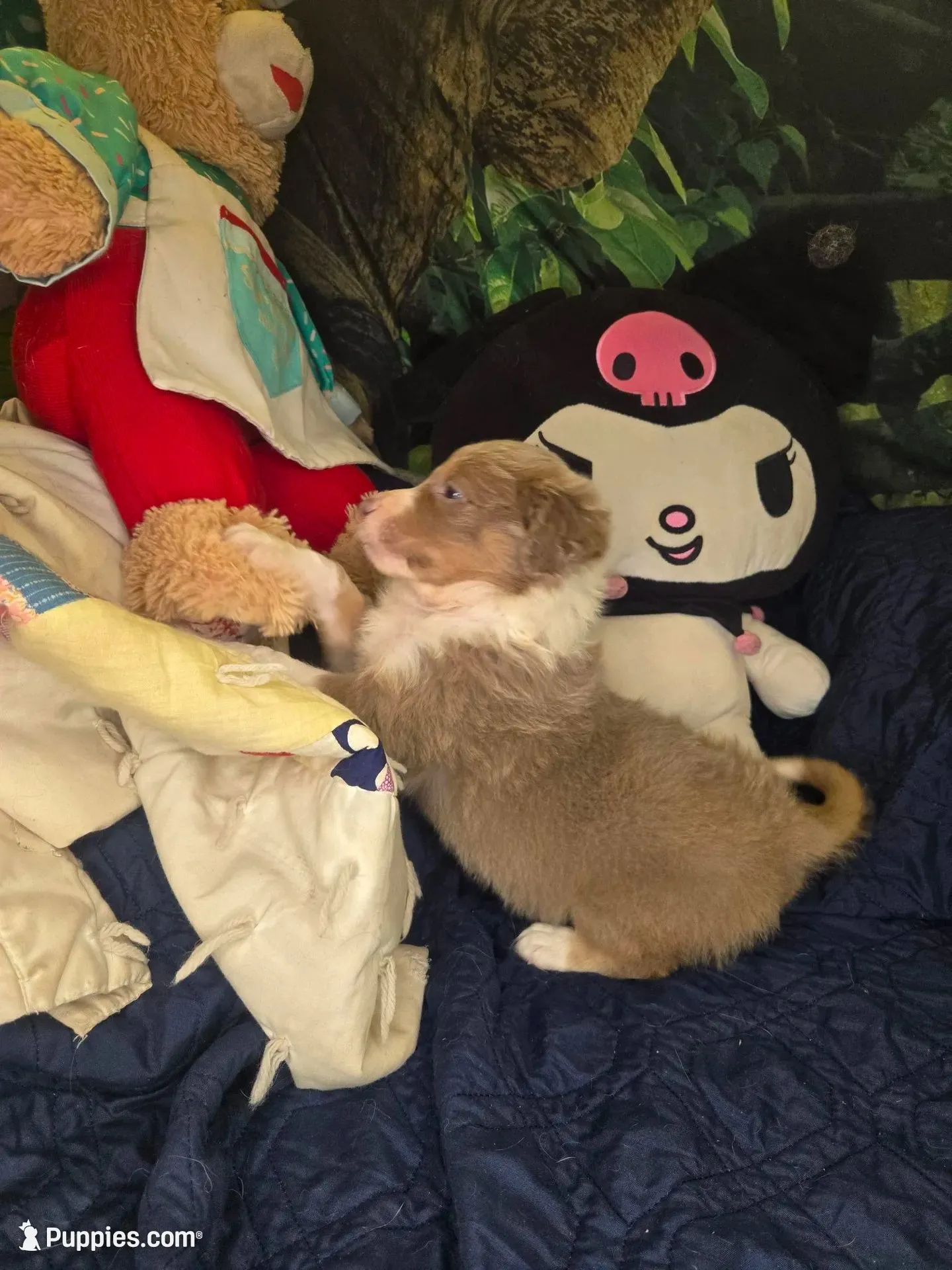 Starburst, a female Border Collie for sale in Fenton, MI – 3 of 5