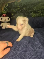 Skittles -  lilac merle, a female Border Collie for sale in Fenton, MI – 3 of 10