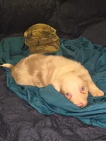 Skittles -  lilac merle, a female Border Collie for sale in Fenton, MI – 6 of 10