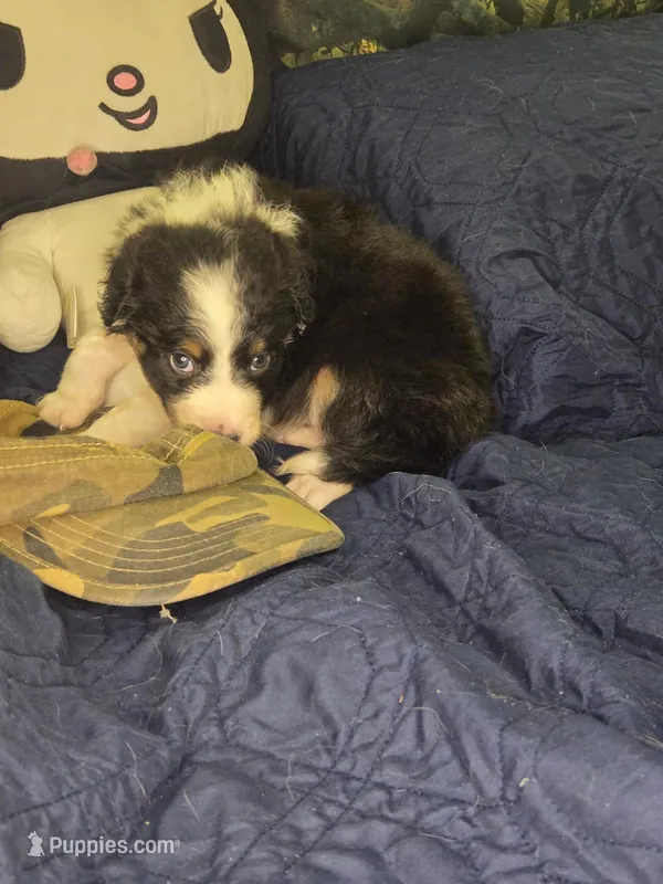 Tootsie - black and white tricolor – Border Collie puppy for sale in Fenton, MI