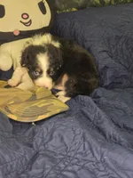 Tootsie - black and white tricolor, a female Border Collie for sale in Fenton, MI – 2 of 4