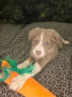 Starburst - lilac tricolor, a female Border Collie for sale in Fenton, MI – 4 of 8