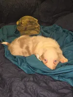 Skittles -  lilac merle, a female Border Collie for sale in Fenton, MI – 5 of 10