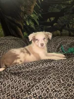 Skittles - ready now!  lilac merle, a female Border Collie for sale in Fenton, MI – 8 of 9