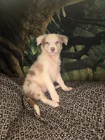 Skittles - ready now!  lilac merle, a female Border Collie for sale in Fenton, MI – 6 of 9