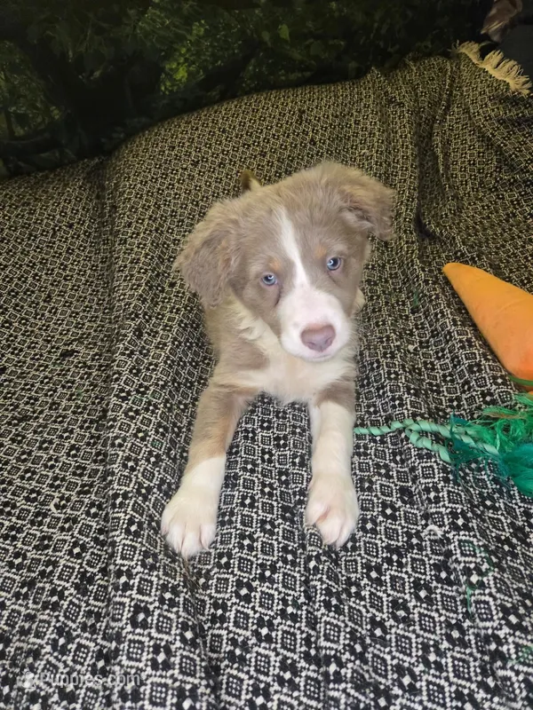 Starburst - lilac tricolor, a female Border Collie for sale in Fenton, MI – 1 of 8
