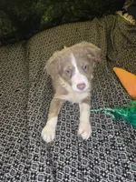 Starburst - lilac tricolor, a female Border Collie for sale in Fenton, MI – 1 of 8