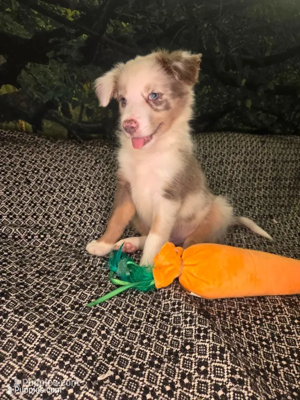 Twizzler -  lilac tricolor merle – Border Collie puppy for sale in Fenton, MI