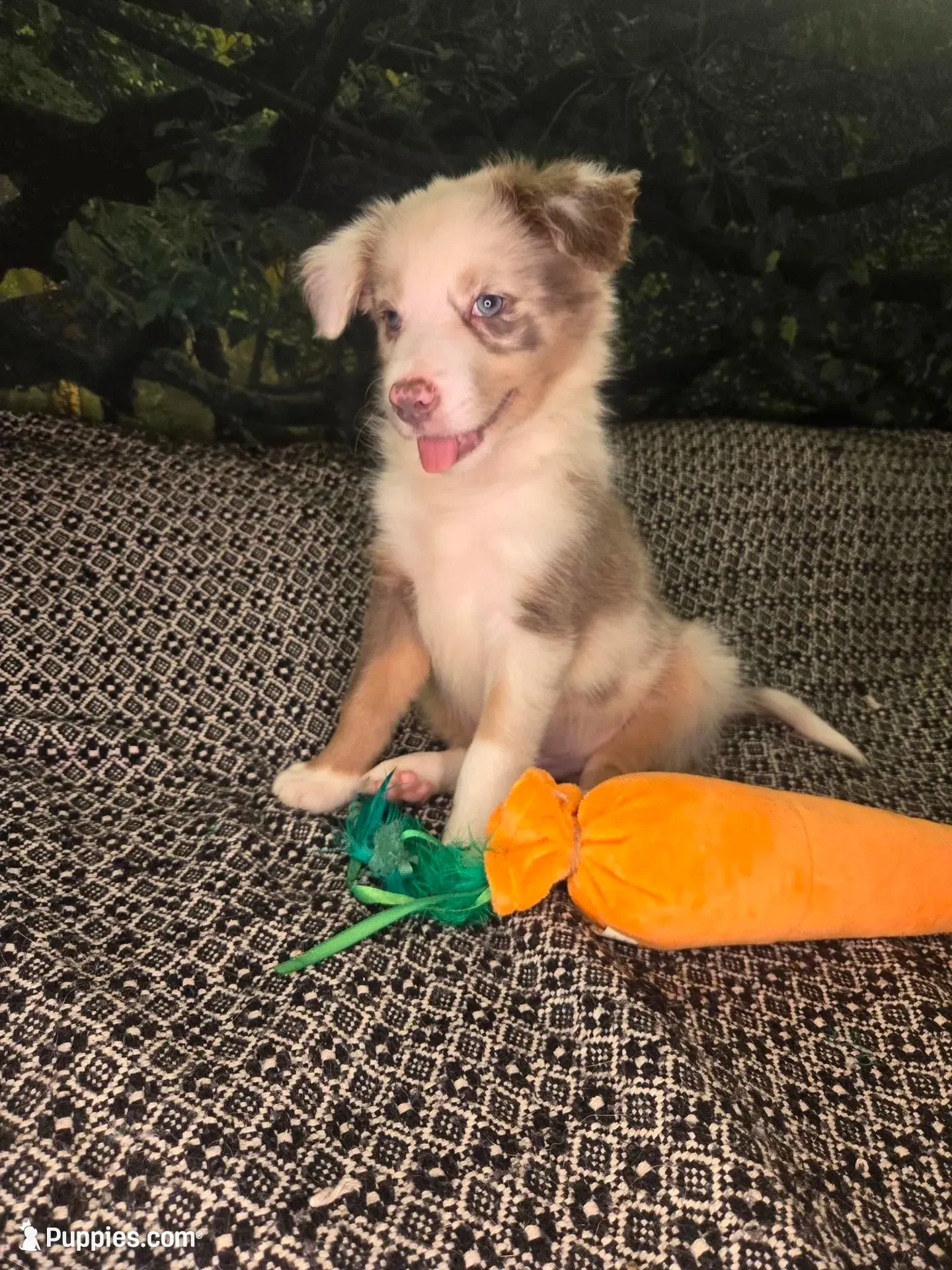Twizzler - ready now! lilac tricolor merle, a male Border Collie for sale in Fenton, MI – 1 of 9
