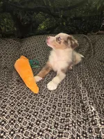 Twizzler - ready now! lilac tricolor merle, a male Border Collie for sale in Fenton, MI – 6 of 9