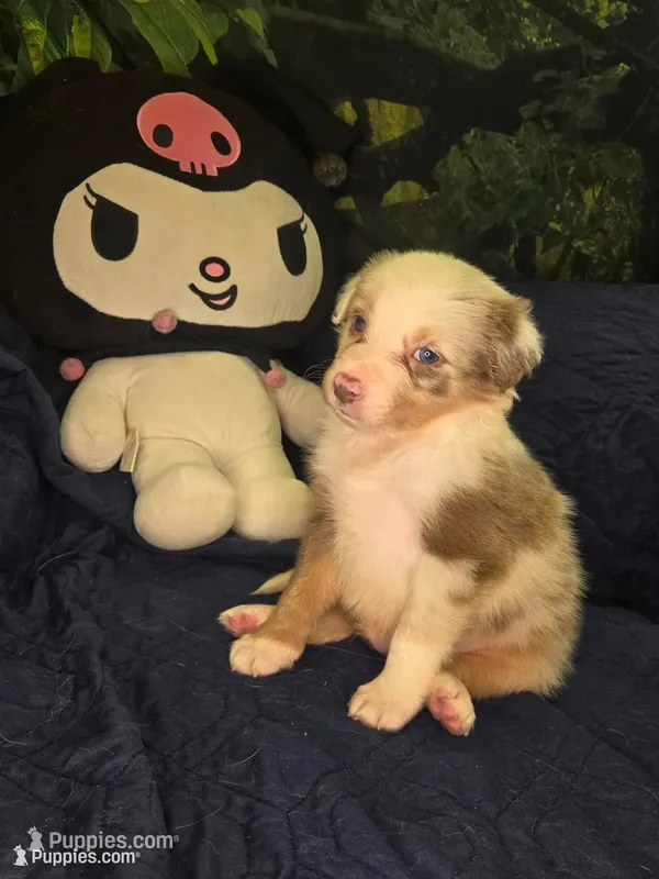 Twizzler -  lilac tricolor merle – Border Collie puppy for sale in Fenton, MI