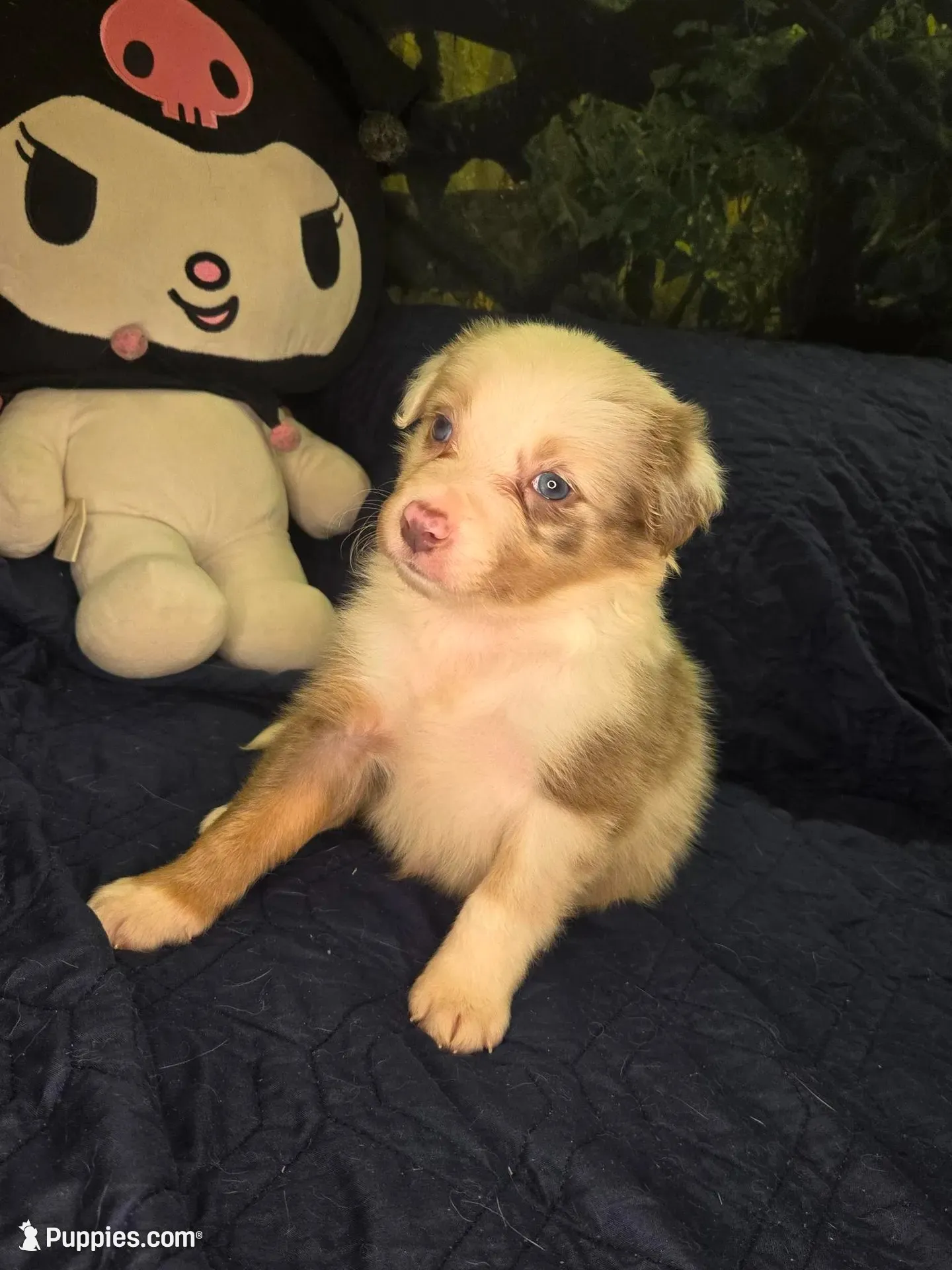Twizzler -  lilac tricolor merle, a male Border Collie for sale in Fenton, MI – 5 of 5