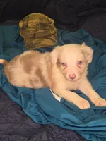 Skittles -  lilac merle, a female Border Collie for sale in Fenton, MI – 2 of 10