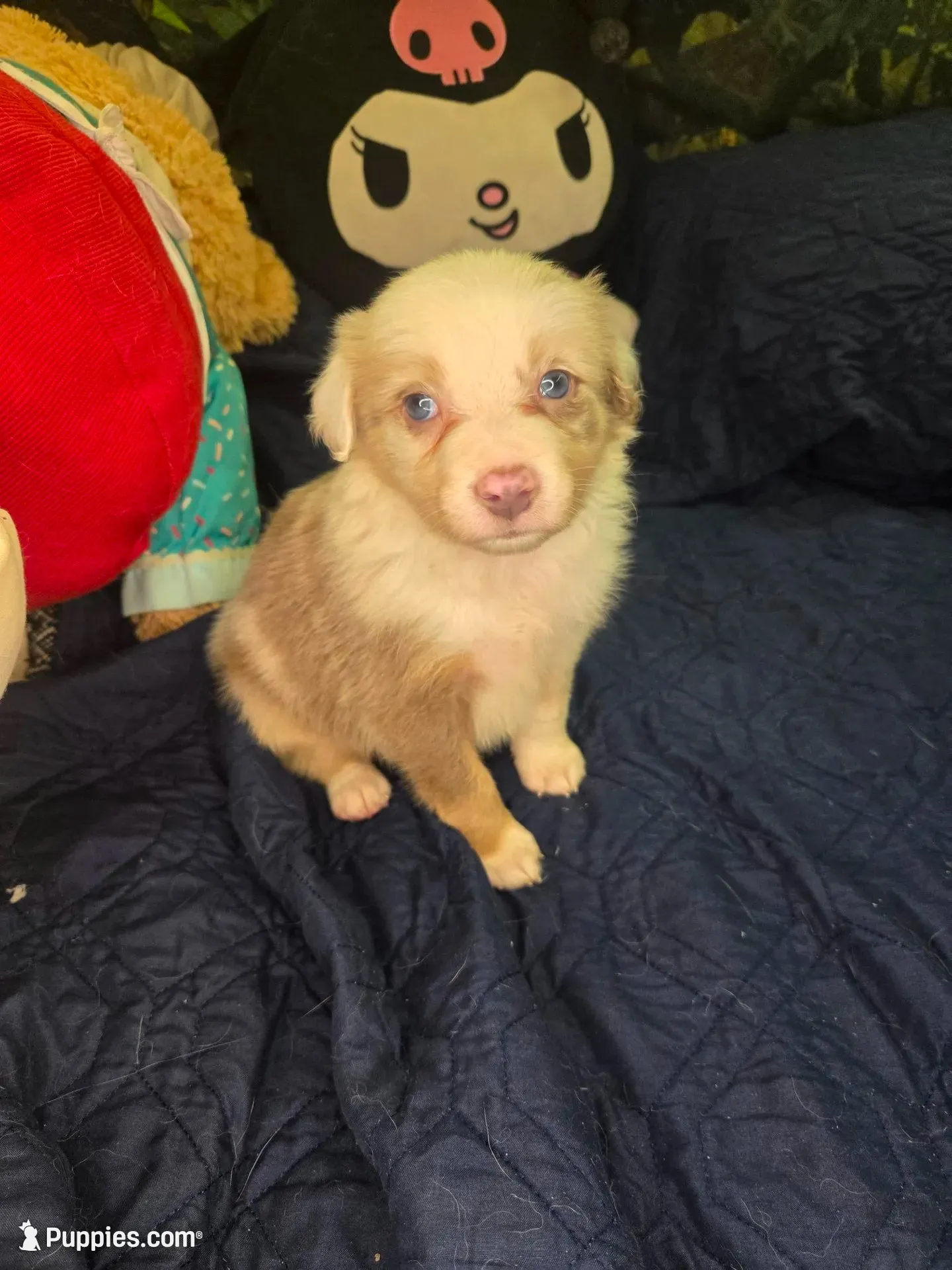 Twizzler -  lilac tricolor merle, a male Border Collie for sale in Fenton, MI – 2 of 5