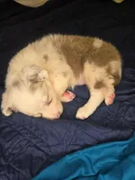 Skittles -  lilac merle, a female Border Collie for sale in Fenton, MI – 4 of 10