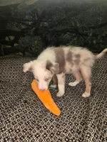 Twizzler - ready now! lilac tricolor merle, a male Border Collie for sale in Fenton, MI – 7 of 9