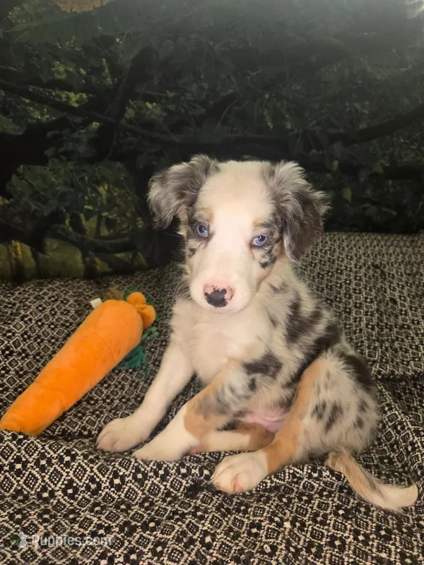 Gummybear - blue merle boy – Border Collie puppy for sale in Fenton, MI