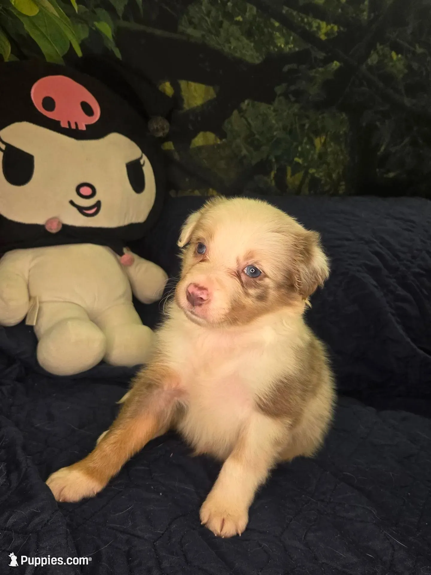 Twizzler -  lilac tricolor merle, a male Border Collie for sale in Fenton, MI – 3 of 5
