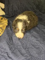 Tootsie - black and white tricolor, a female Border Collie for sale in Fenton, MI – 3 of 4