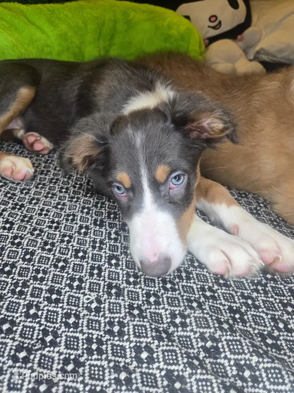 Lindt - ready now tricolor blue slate – Border Collie puppy for sale in Fenton, MI