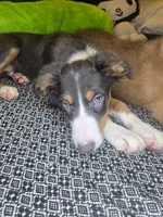 Lindt - ready now tricolor blue slate, a female Border Collie for sale in Fenton, MI – 1 of 5
