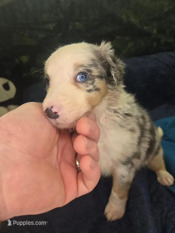 Gummybear - blue merle boy – Border Collie puppy for sale in Fenton, MI