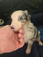 Gummybear - blue merle boy, a male Border Collie for sale in Fenton, MI – 1 of 1