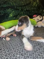 Lindt - ready now tricolor blue slate, a female Border Collie for sale in Fenton, MI – 4 of 5