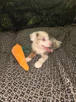 Twizzler - ready now! lilac tricolor merle, a male Border Collie for sale in Fenton, MI – 5 of 9