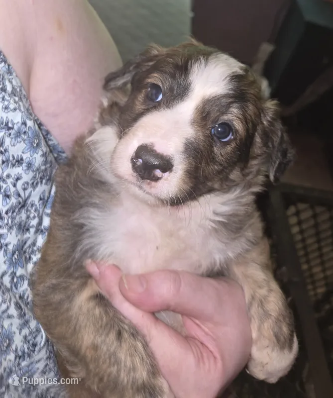 Kinder – Border Collie puppy for sale in Fenton, MI