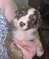 Kinder, a male Border Collie for sale in Fenton, MI – 1 of 2