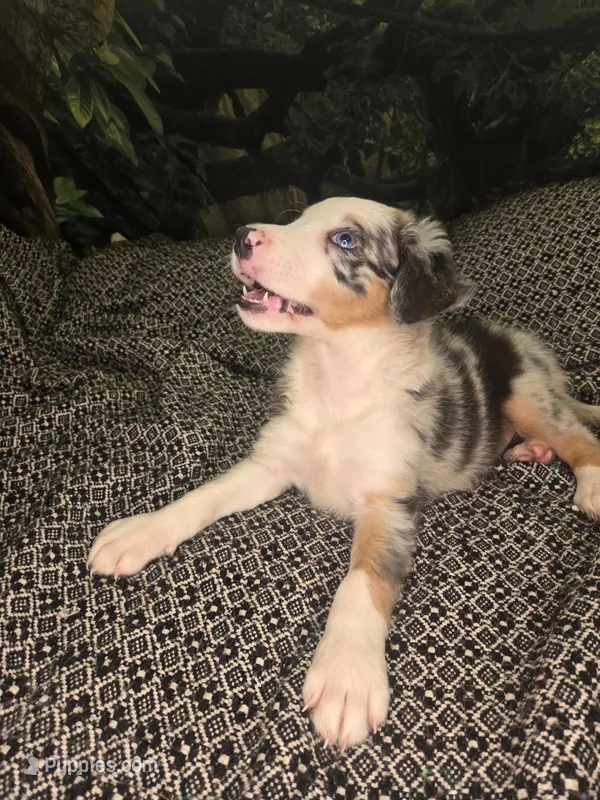 Gummybear - blue merle boy – Border Collie puppy for sale in Fenton, MI
