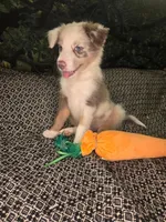 Twizzler - ready now! lilac tricolor merle, a male Border Collie for sale in Fenton, MI – 2 of 9