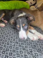 Lindt - ready now tricolor blue slate, a female Border Collie for sale in Fenton, MI – 2 of 5