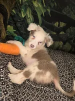 Skittles - ready now!  lilac merle, a female Border Collie for sale in Fenton, MI – 7 of 9