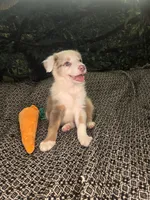 Twizzler - ready now! lilac tricolor merle, a male Border Collie for sale in Fenton, MI – 3 of 9