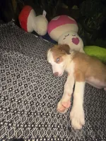 Marshmallow - ready now, a male Border Collie for sale in Fenton, MI – 3 of 3