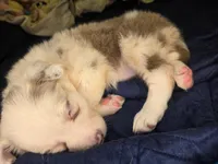 Skittles -  lilac merle, a female Border Collie for sale in Fenton, MI – 9 of 10
