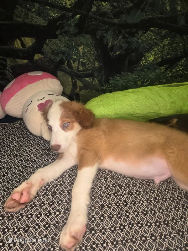 Marshmallow - ready now – Border Collie puppy for sale in Fenton, MI