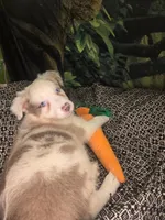 Skittles - ready now!  lilac merle, a female Border Collie for sale in Fenton, MI – 9 of 9