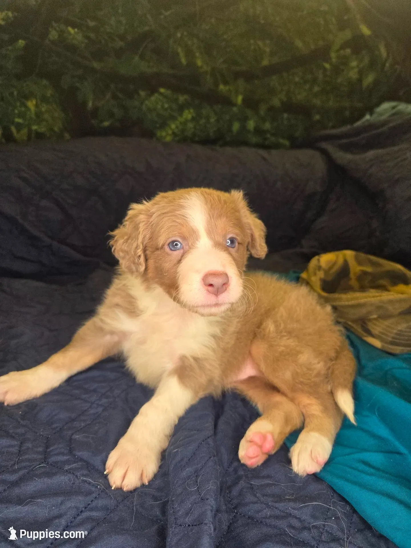 Starburst, a female Border Collie for sale in Fenton, MI – 1 of 5
