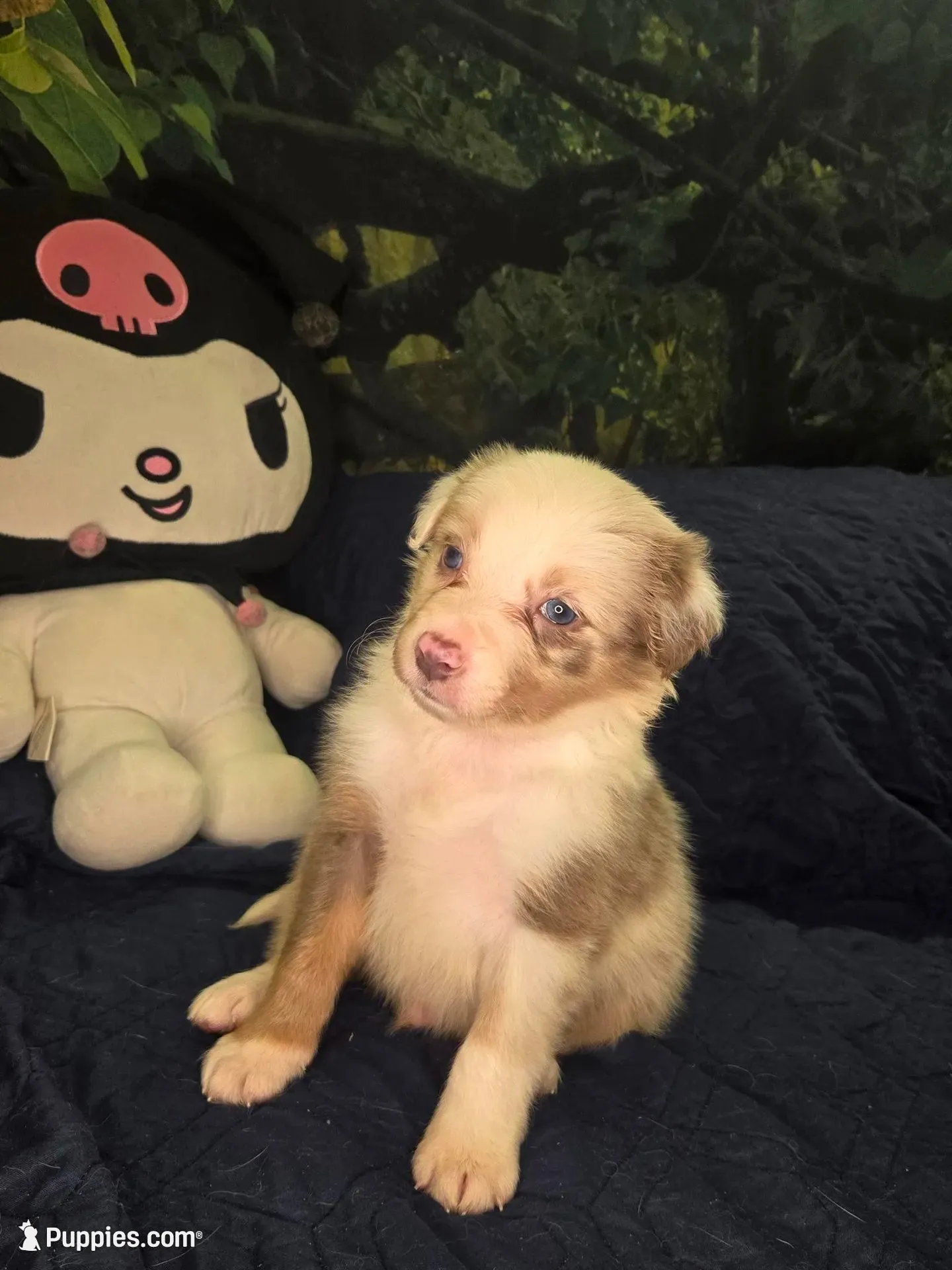 Twizzler -  lilac tricolor merle, a male Border Collie for sale in Fenton, MI – 4 of 5