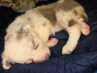 Skittles -  lilac merle, a female Border Collie for sale in Fenton, MI – 10 of 10